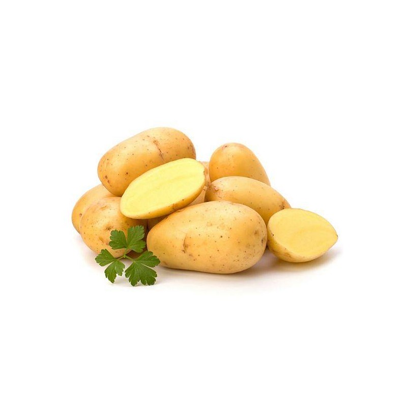 KROMPIR SEMENSKI MARIS BARD A 28/35 25KG