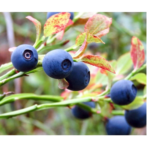 GNOJILO ZA BOROVNICE