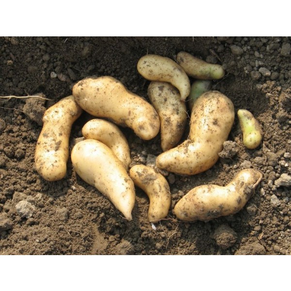 KROMPIR SEMENSKI KIFELJČAR BELI