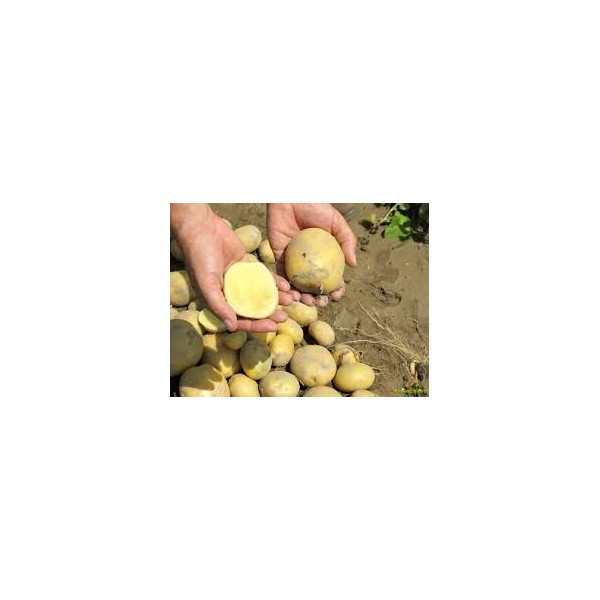 KROMPIR SEMENSKI LEVANTE A35/55 5KG